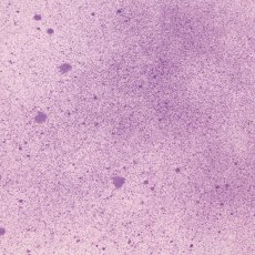 Cosmic Shimmer Sam Poole Botanical Spray Purple Anemone | 60ml