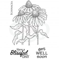 Woodware Clear Stamps Echinacea | Set of 4