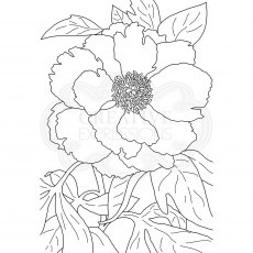 Woodware Clear Stamps Peony