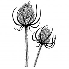 Woodware Clear Stamps Teasels | Set of 2