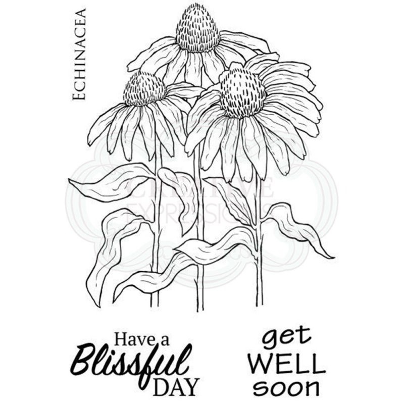 Woodware Woodware Clear Stamps Echinacea | Set of 4