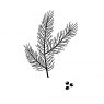 Woodware Woodware Clear Stamps Mini Pine Branch | Set of 2