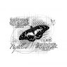 Andy Skinner Creative Expressions Pre Cut Rubber Stamp by Andy Skinner Papillon Dreams