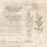 Sam Poole Creative Expressions Sam Poole 8 x 8 inch Paper Pad Shabby Botanicals | 24 Sheets
