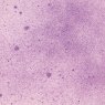 Cosmic Shimmer Cosmic Shimmer Sam Poole Botanical Spray Purple Anemone | 60ml